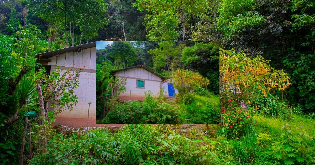The perfect shed for living.