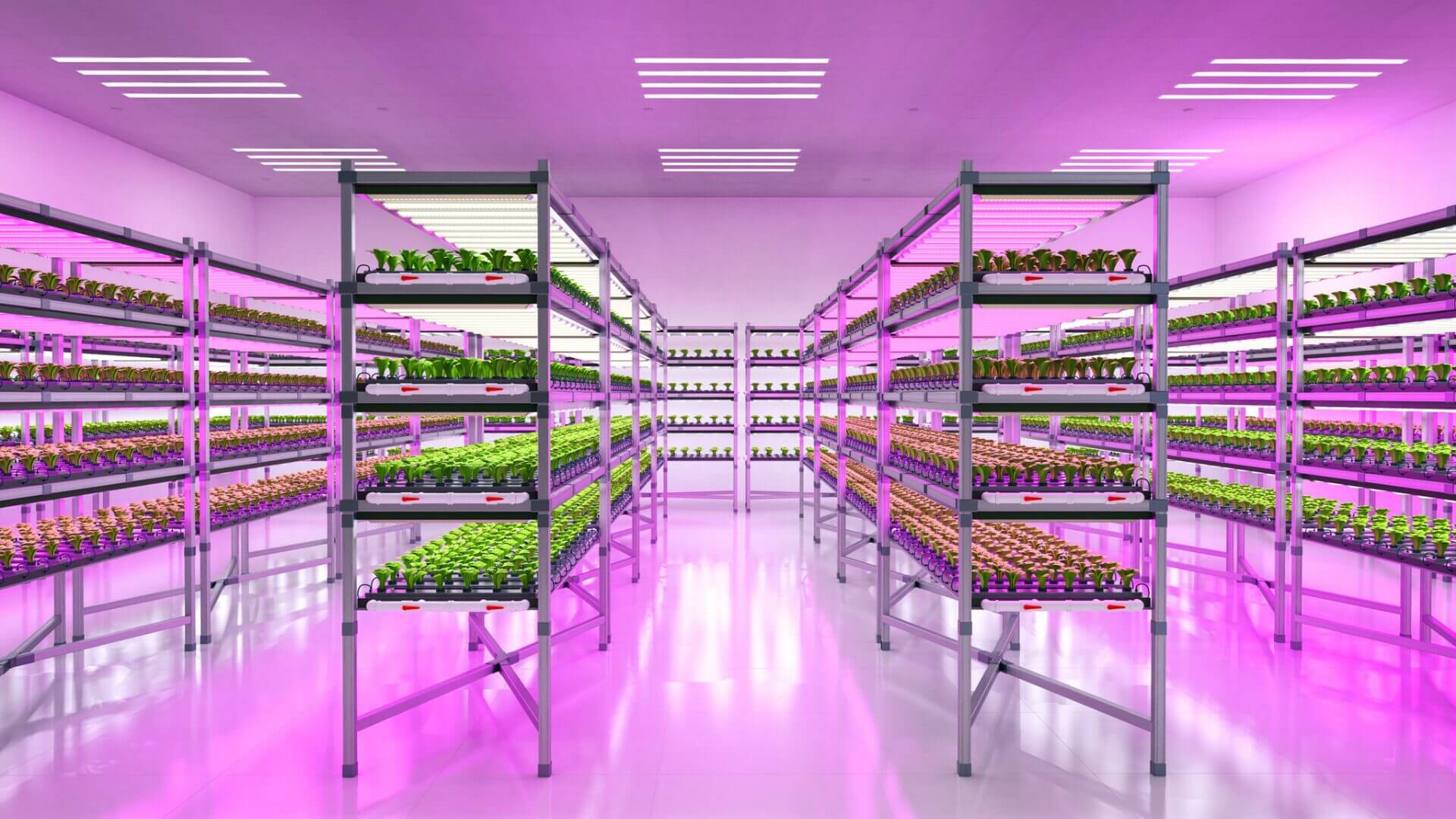 Commercial growers should take into account the following factors.