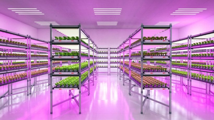 Commercial growers should take into account the following factors.