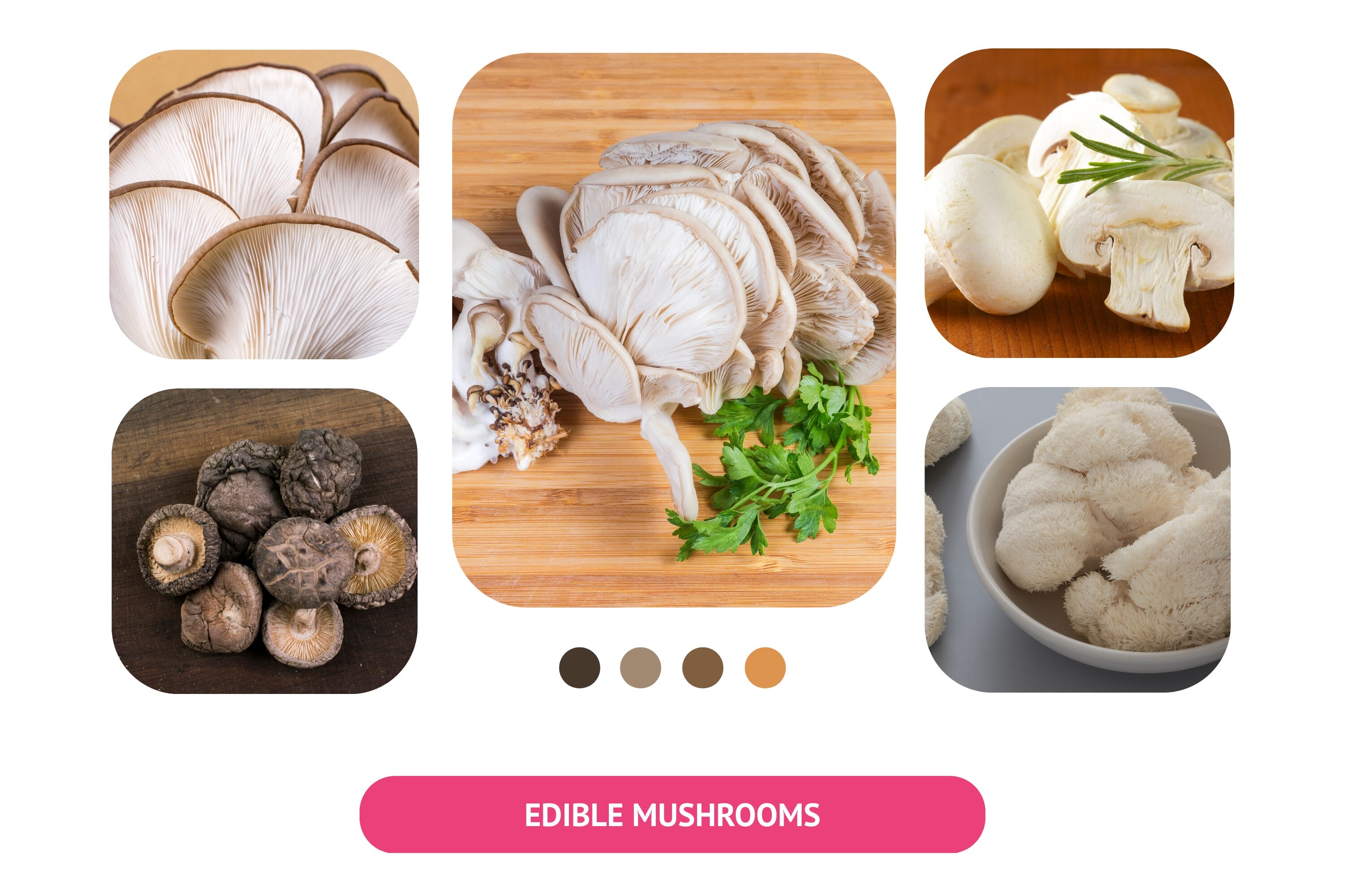 Edible mushrooms have diverse types and flavors.