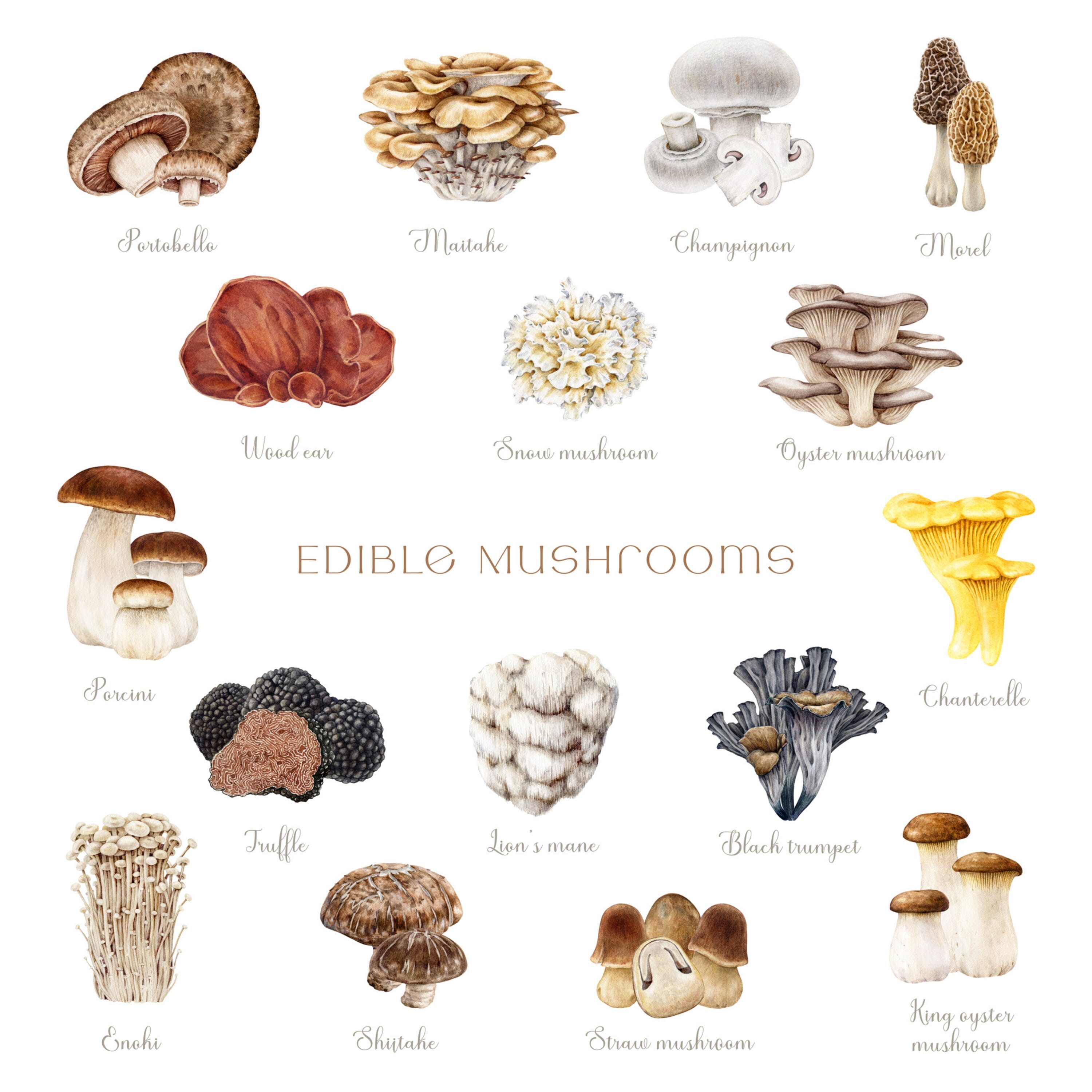 Extensive collection of edible mushrooms available.