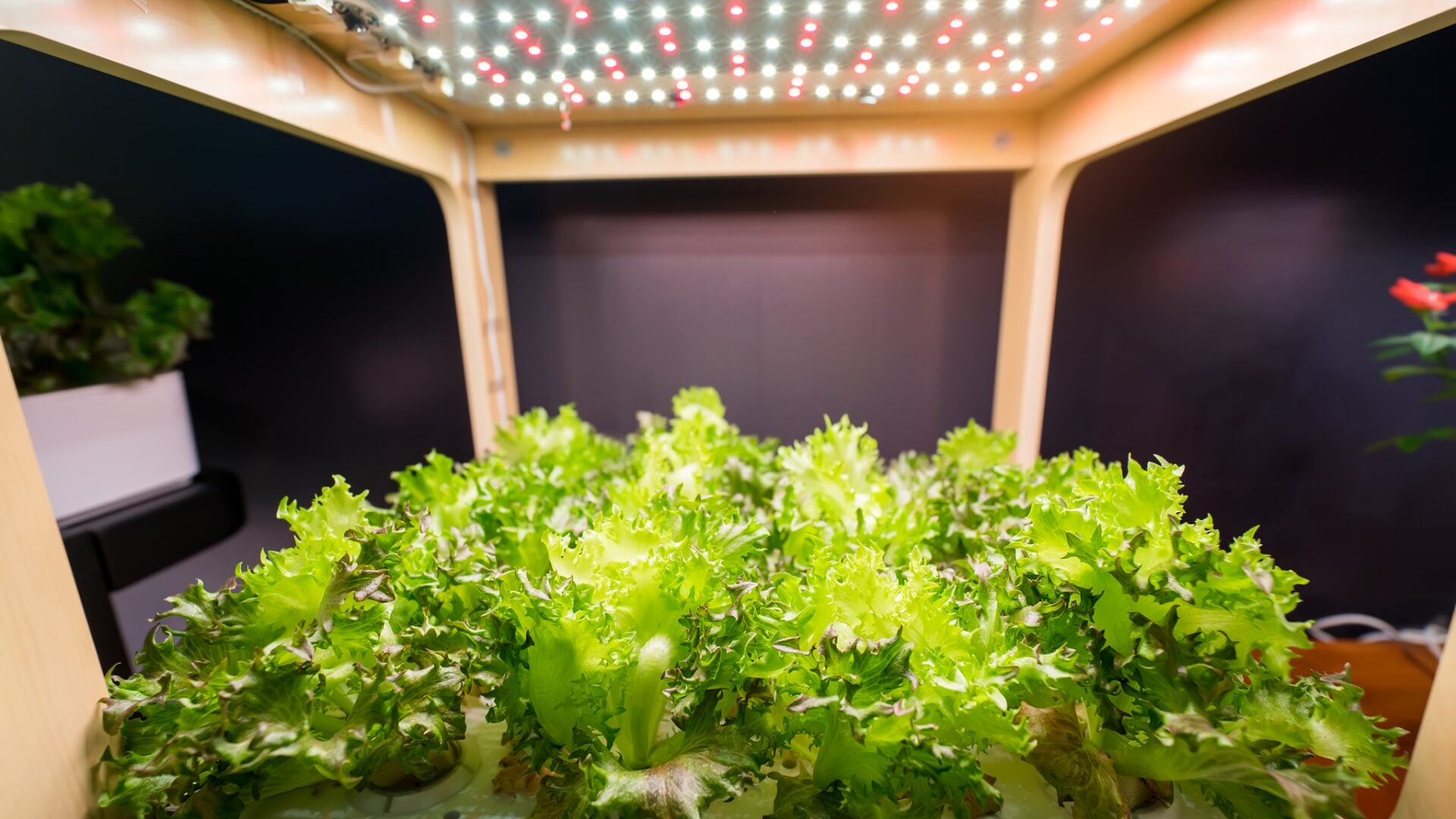 Enhancing Crop Productivity with LED Grow Lights