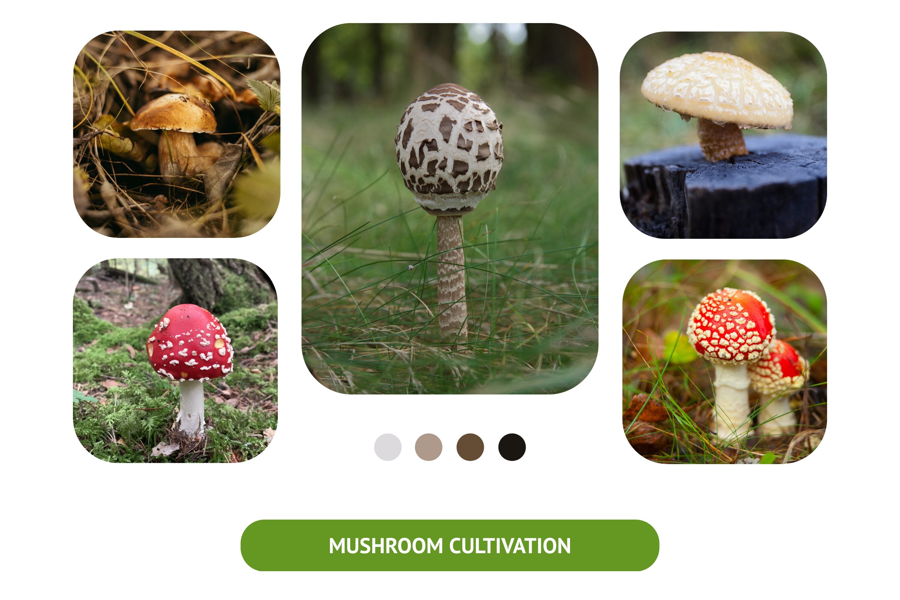 Discover the fascinating world of mushroom cultivation.