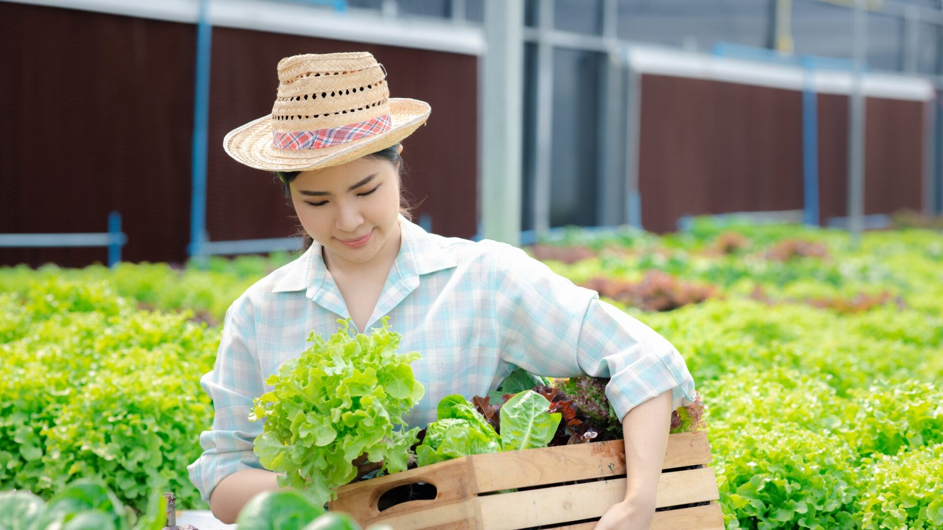 A woman harvesting fresh hydroponic vegetables from the farm.