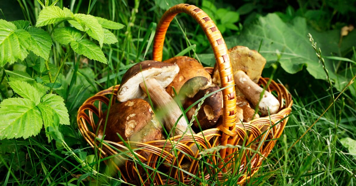 Discover the amazing world of mushrooms in a tiny house.