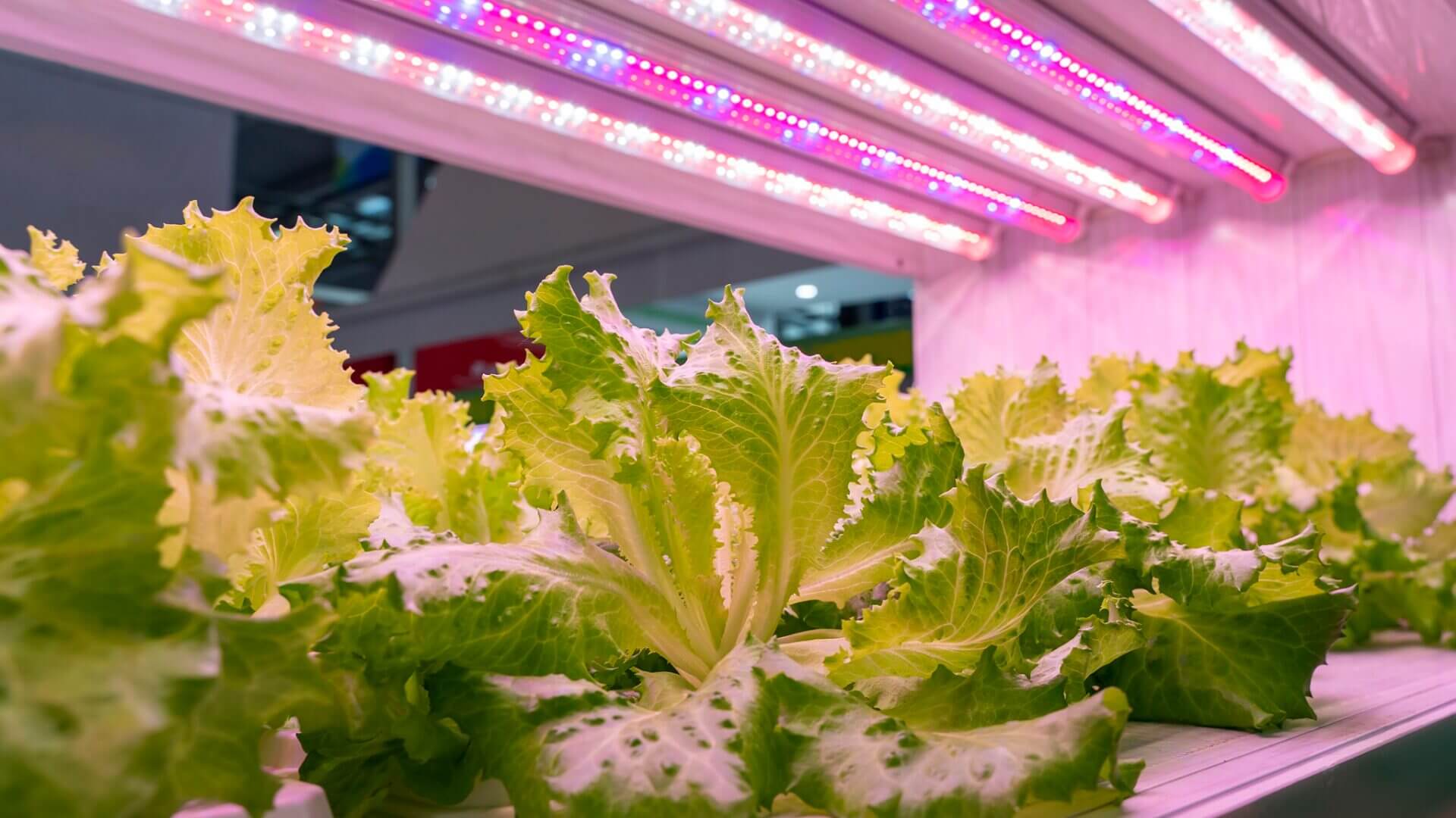 Understanding the entire spectrum of light wavelengths is essential.