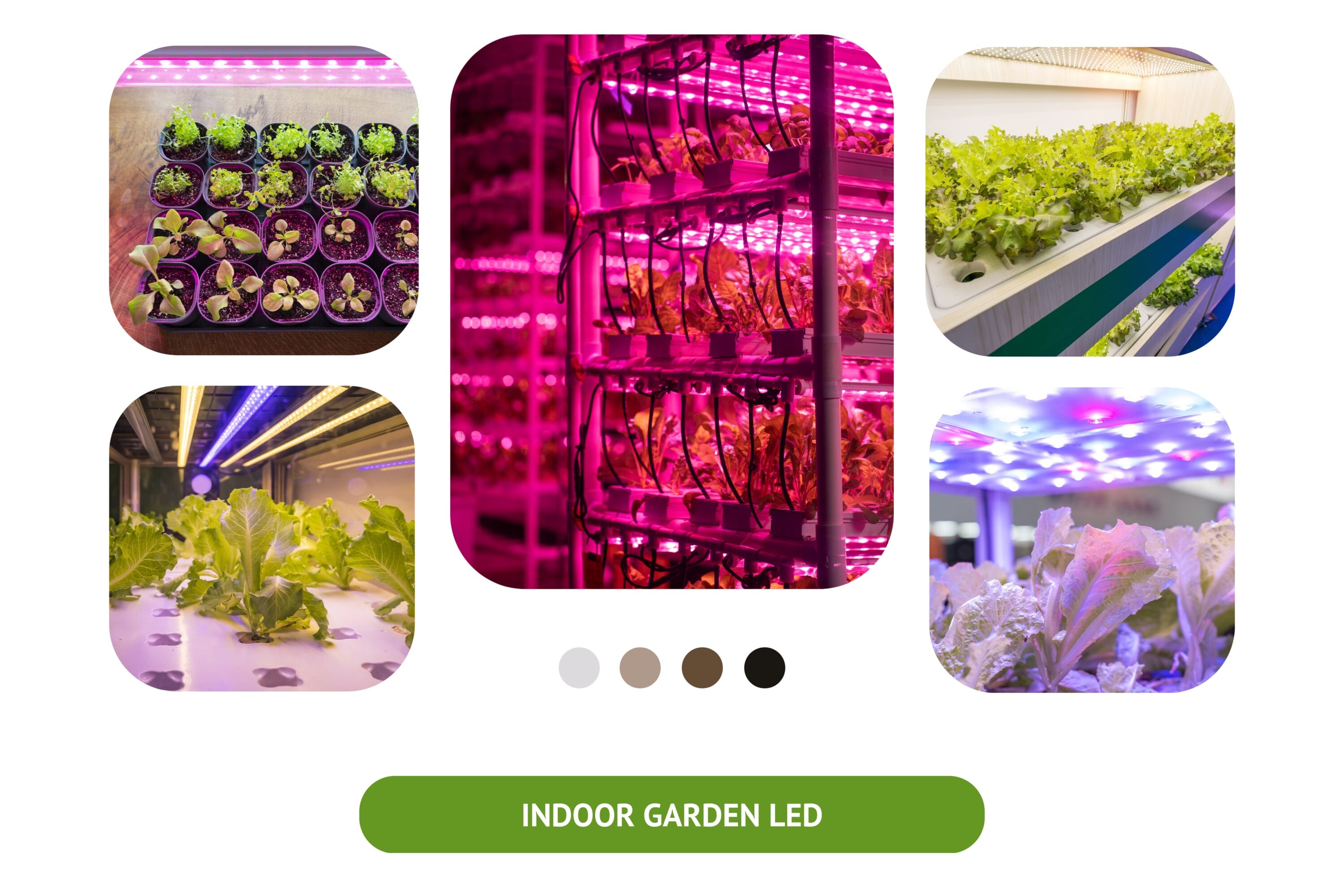 Indoor Plants and Spectrum of Light