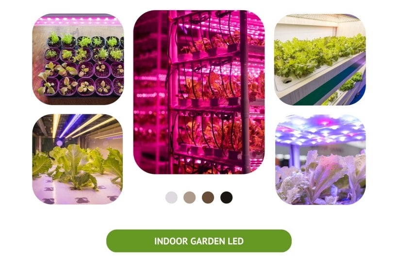 Indoor Plants and Spectrum of Light