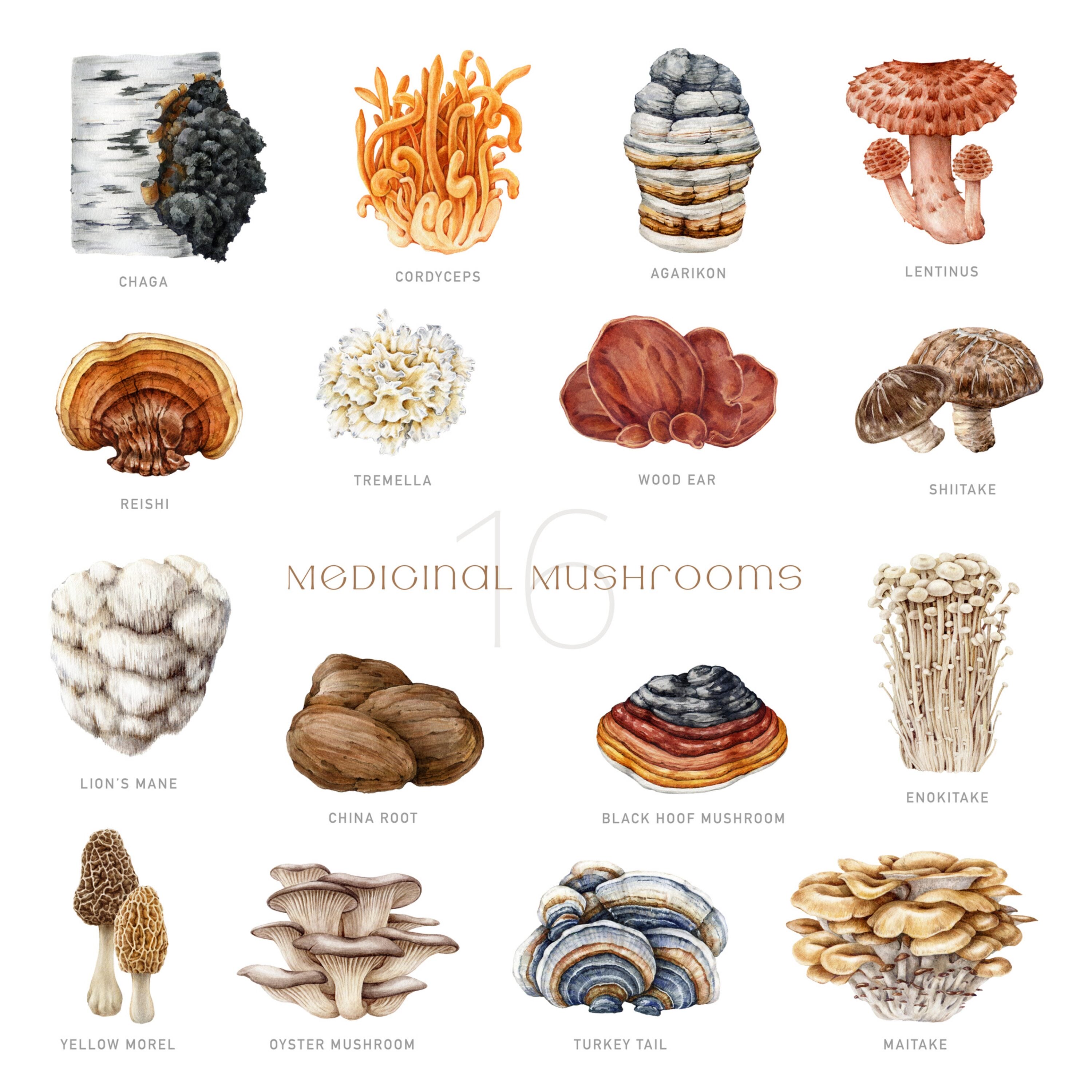 Medicinal mushrooms used in traditional medicine worldwide for health benefits: reishi, chaga, lion's mane, cordyceps, turkey tail.