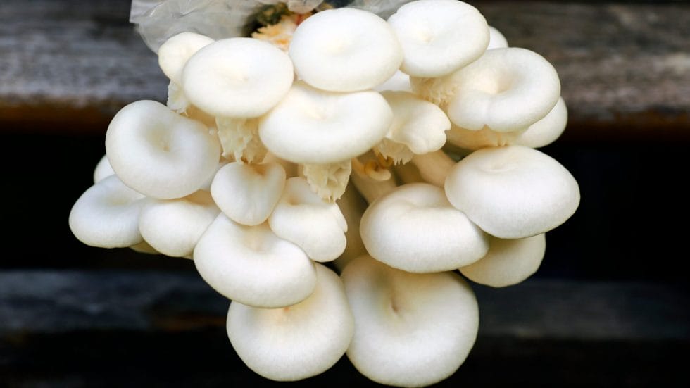 mushroom growing in tiny houses
