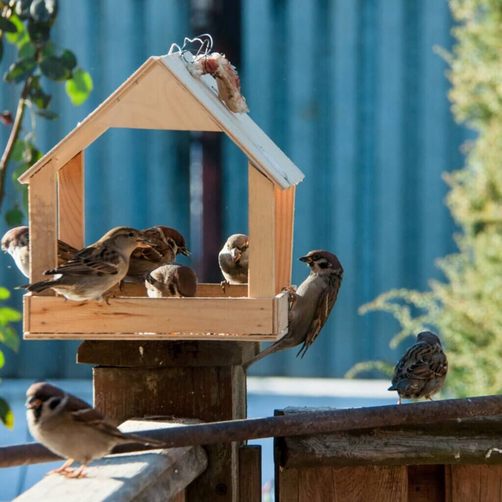 Create a bird-friendly garden to attract a variety of beautiful bird species.