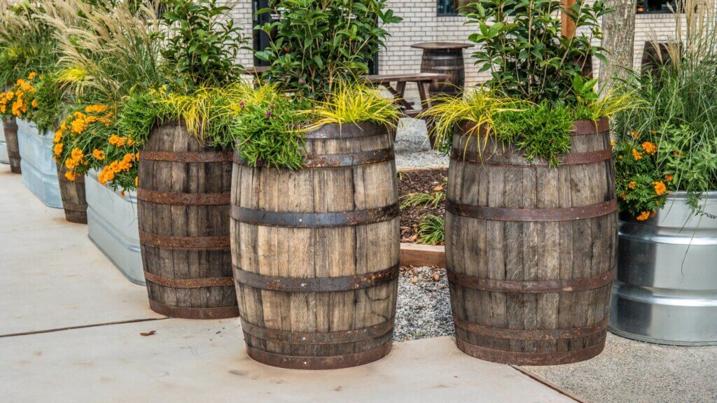 Barrel Planters look perfect
