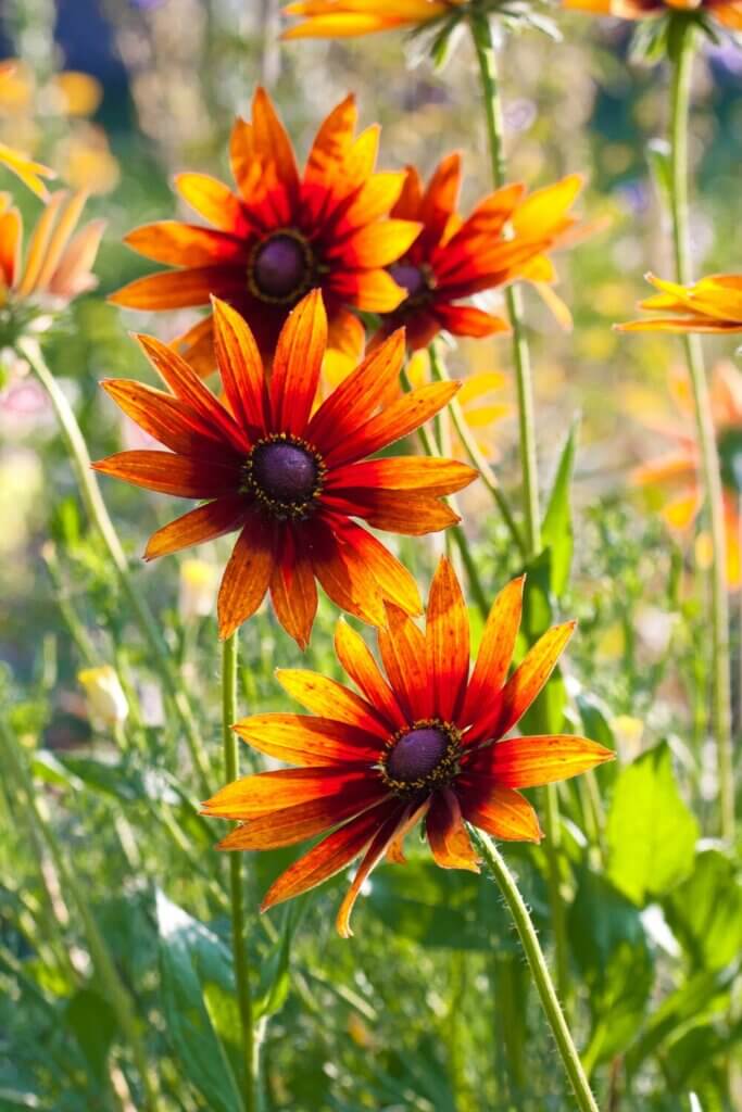 The exquisite beauty of the Black-eyed Susan Vine flower is truly captivating.