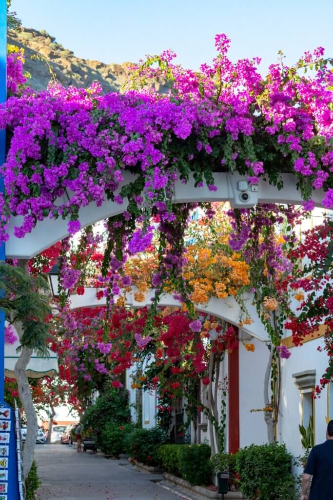 Bougainvillea: Exploding with Vibrant Colors!