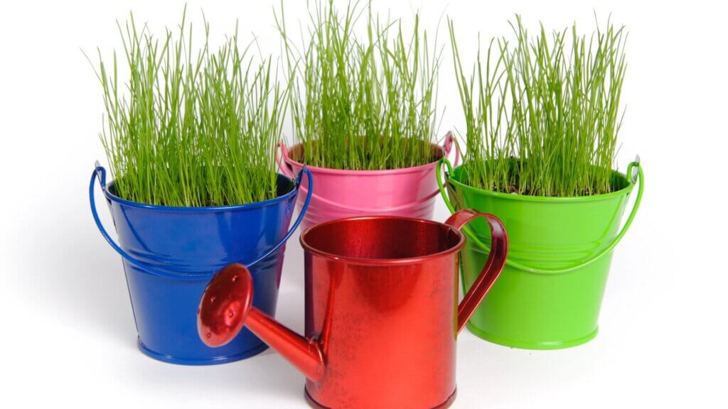 Bucket Gardens Are Cool