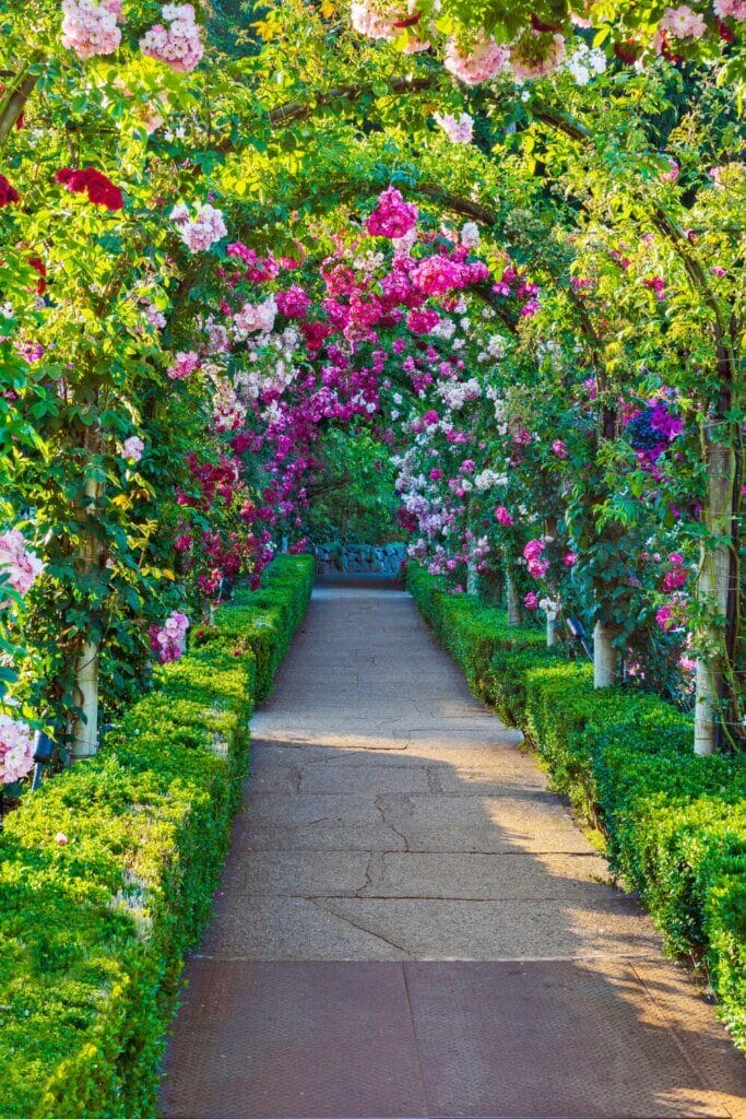 Clambering roses are an excellent choice for adding a charming and romantic touch to any garden. 