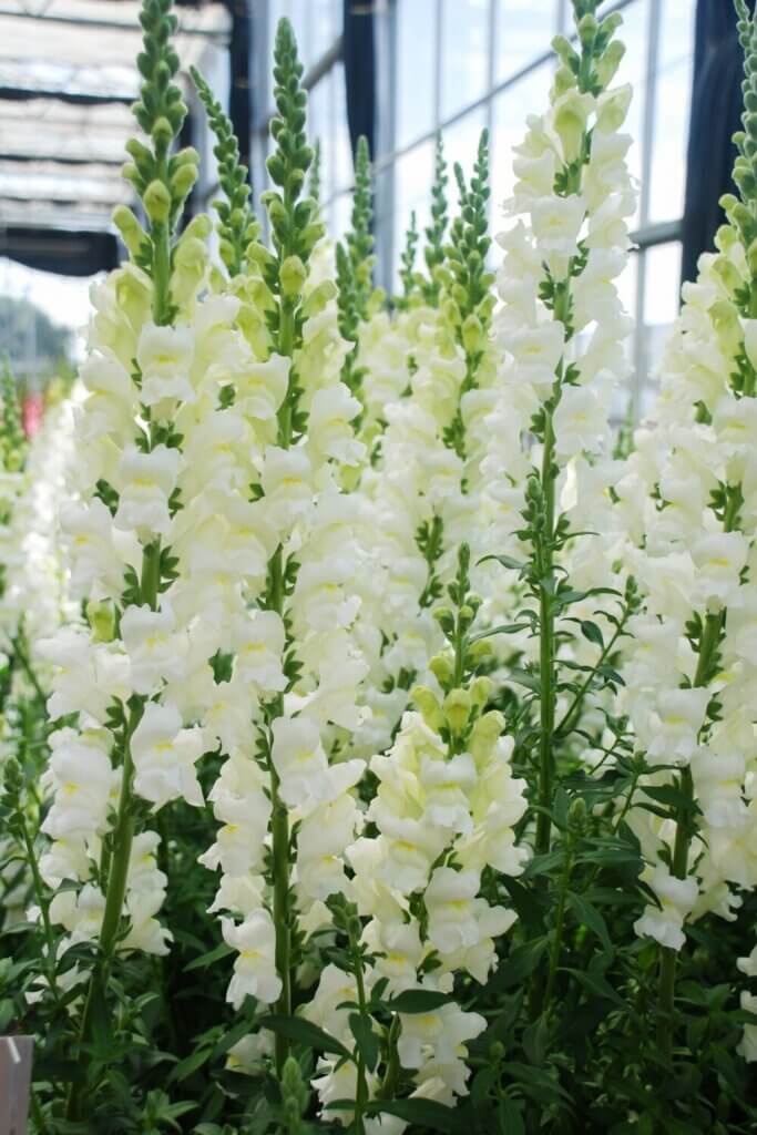 Snapdragon climbing flower