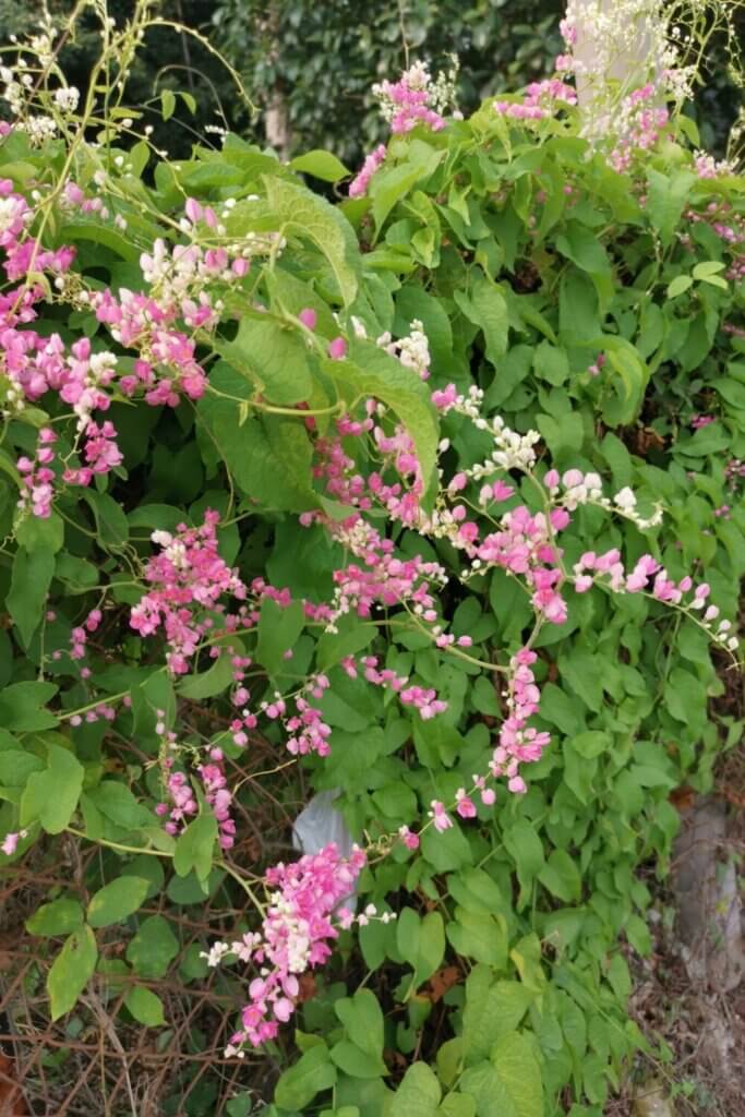 The Coral Vine Flower