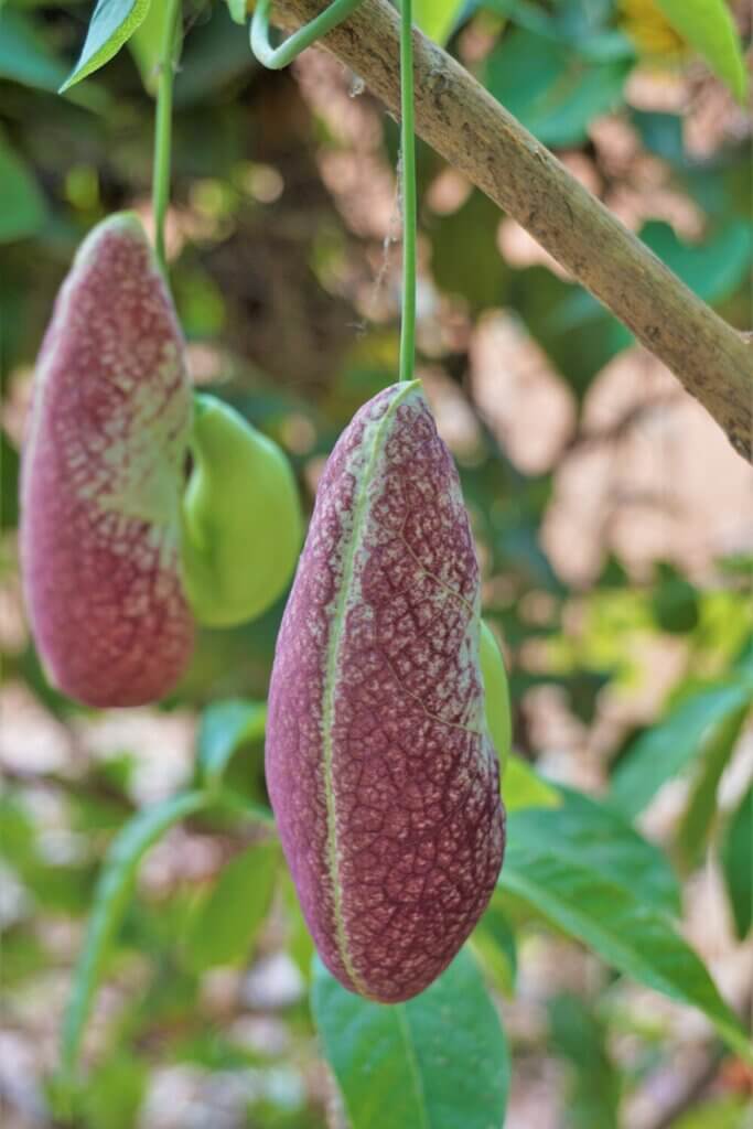 Dutchman's Pipe flower
