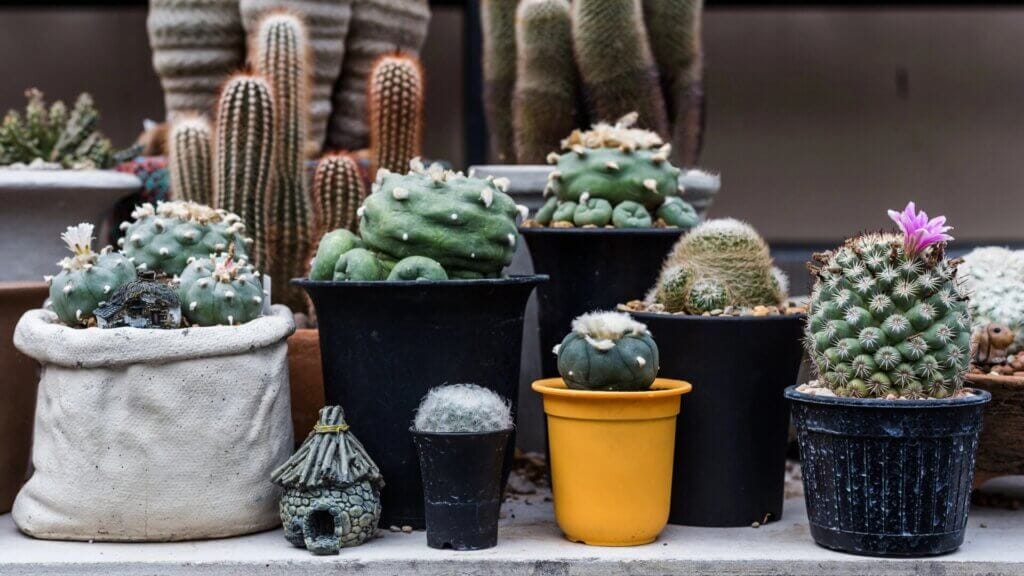 Fabric Grow Bags For Your Plants