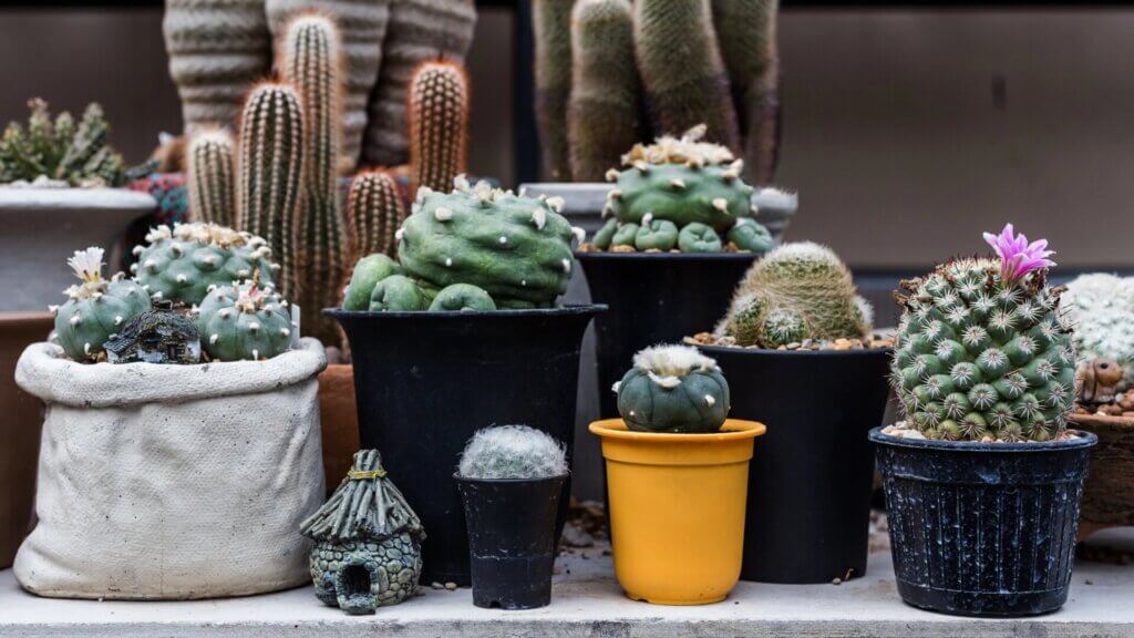 Fabric Grow Bags For Your Plants