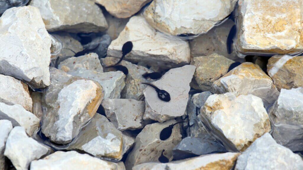 Builders of Fish Ponds