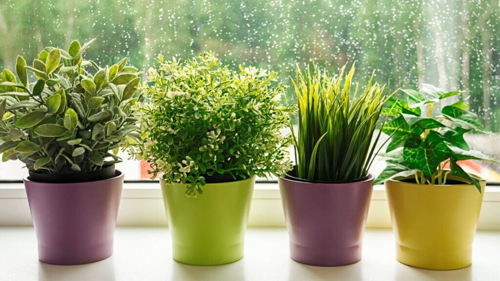 Pots for Growing Herbs