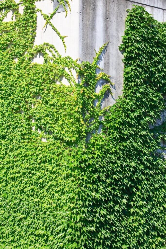 Ivy blossoms beautifully.