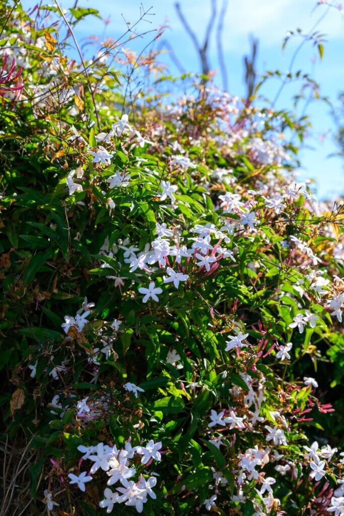 The flower of jasmine