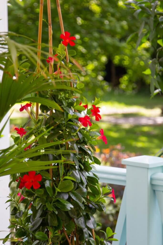 Mandevilla: Experiencing the Tropical Elegance.