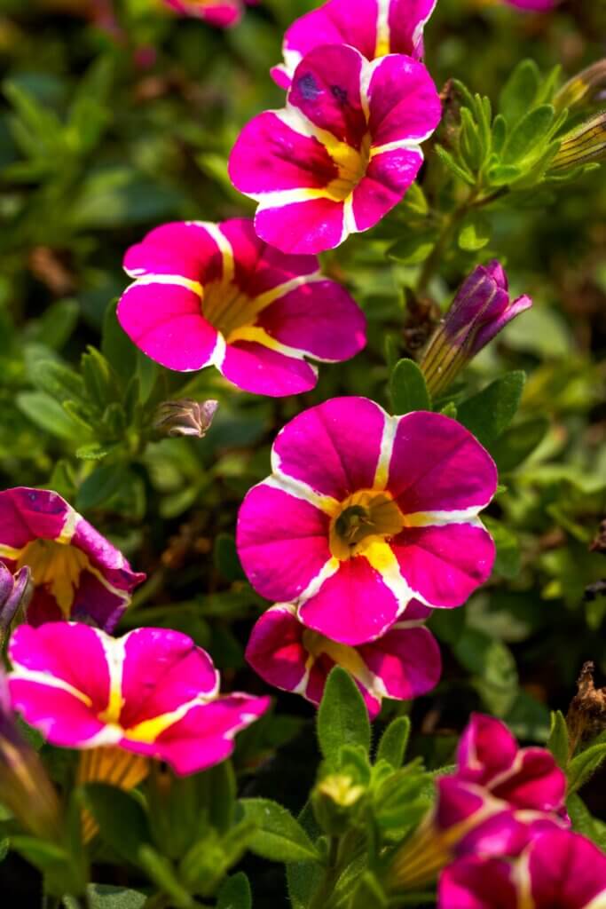 Morning Glory: A Flower that Blooms Early