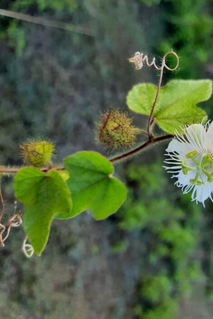 The passion flower