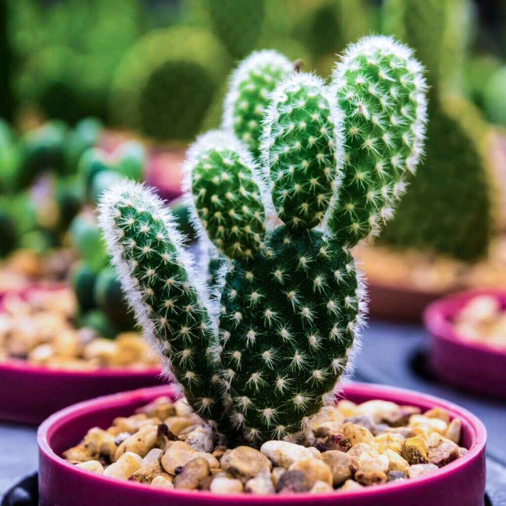 Line your landscape with a row of majestic cacti.