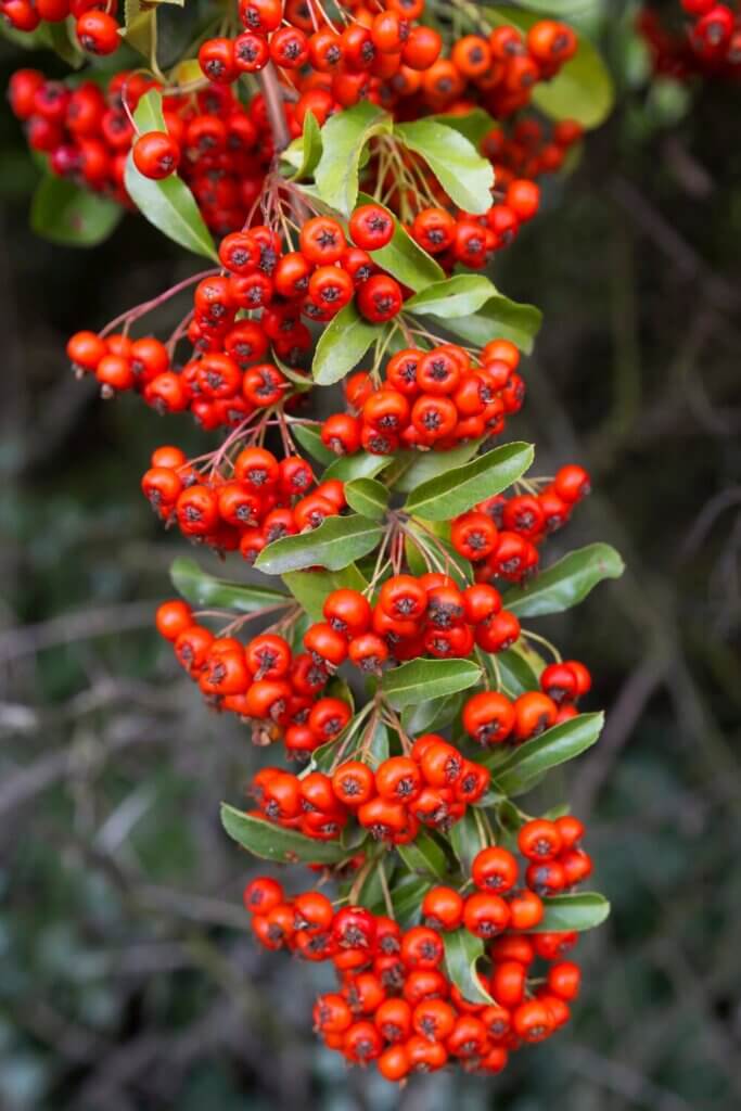 The flowers of Pyracantha, also known as Firethorn, are truly mesmerizing.
