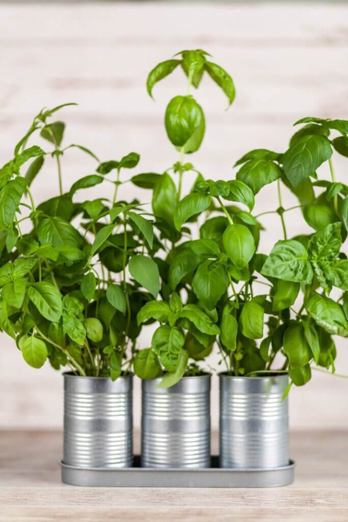 Planters made from recycled tin cans