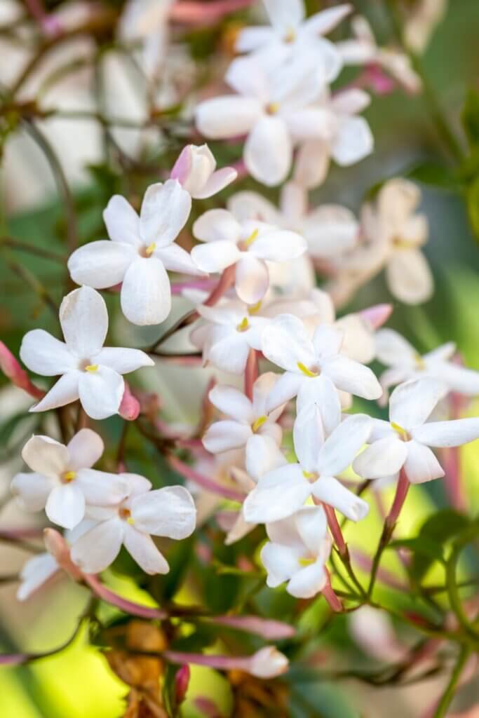 Star Jasmine is a beautiful and fragrant flowering vine that adds a touch of elegance to any garden.