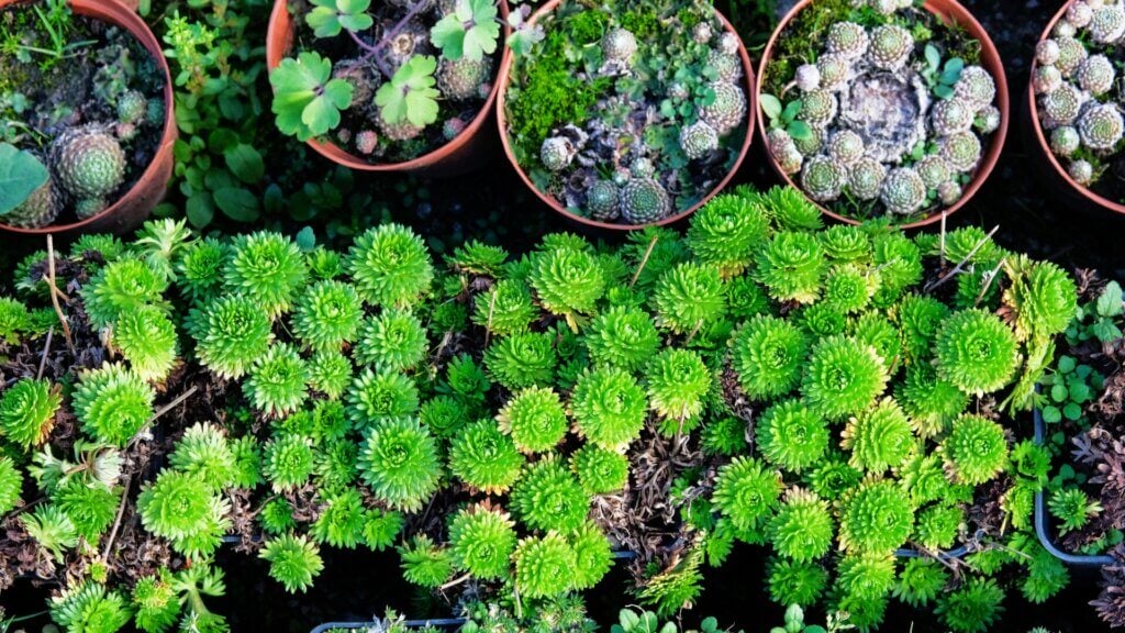 Succulent arrangements in a garden store