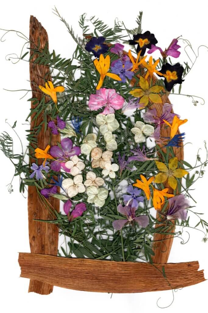 The Sweet Pea flower is a delicate and charming bloom.