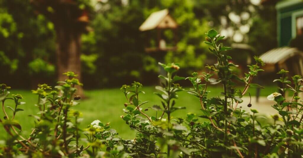 Selecting towering vegetation for a confined area