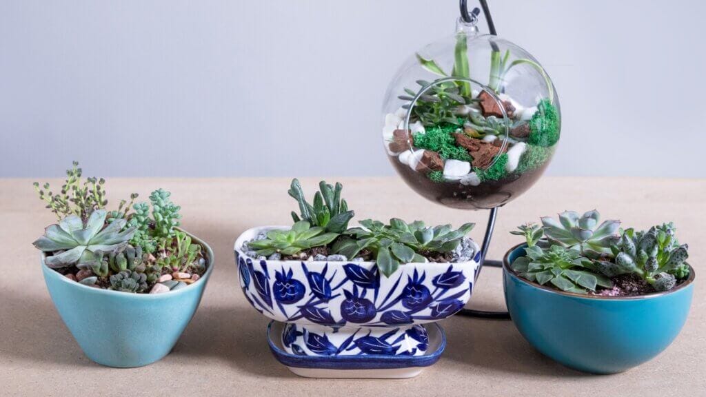 Terrarium plants in ceramic pot