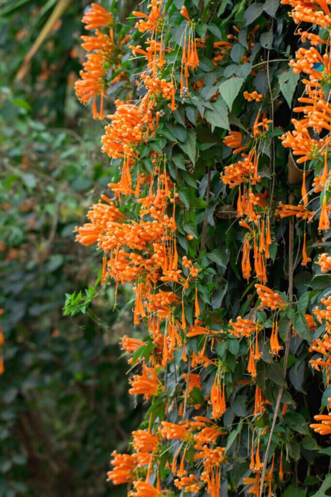 The trumpet flower is a stunning flower with exquisite beauty.