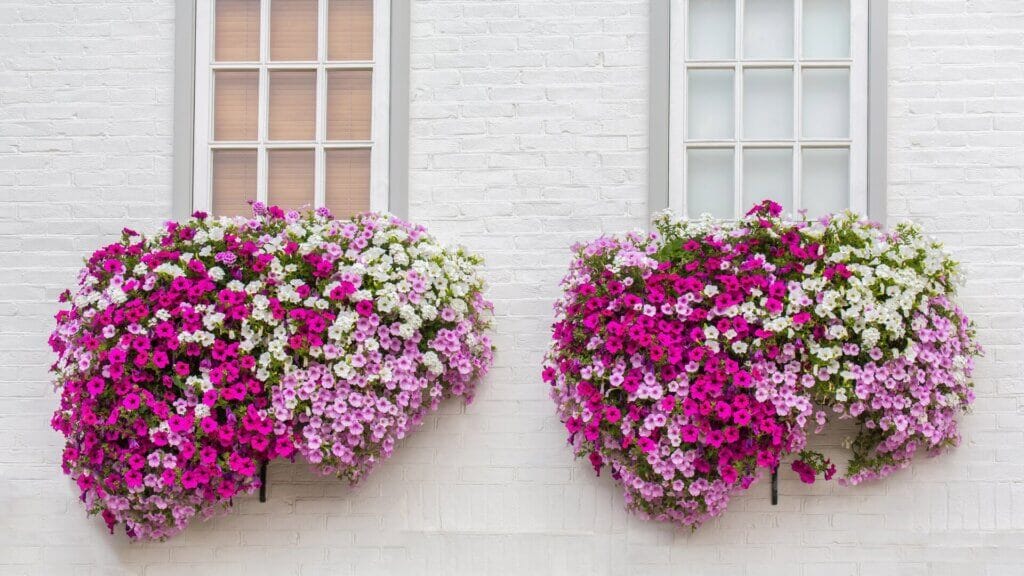 Window Boxes with flowers