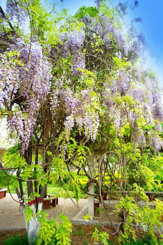 Wisteria flowers are captivating with their cascading blooms and sweet fragrance.