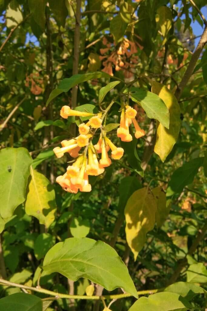 The yellow jessamine flower is a beautiful sight to behold.