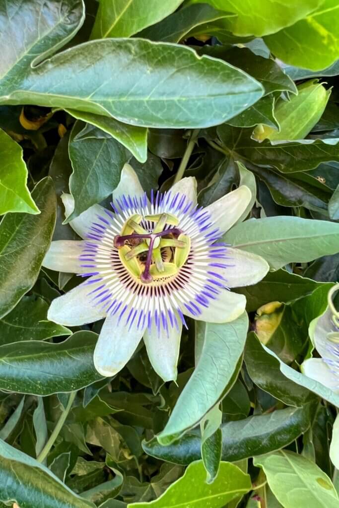 The blue passion flower is truly a captivating marvel.