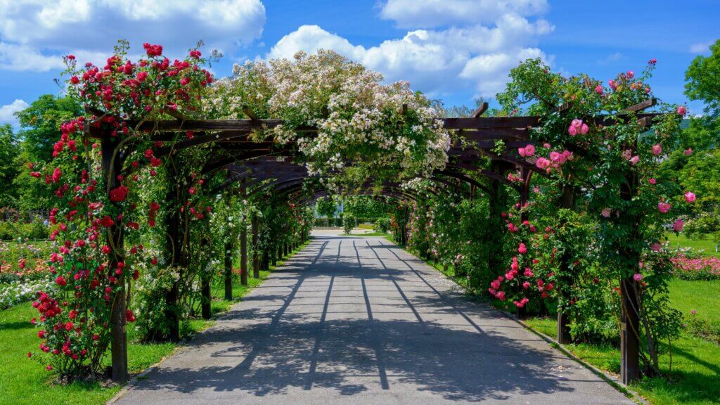 25 Climbing Plants to Beautify Your Outdoor Space Discover the enchanting beauty of flowering climbing plants.