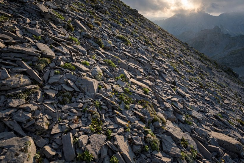 Alpine Rock Garden: a scree slope of shattered stone on a mountainside