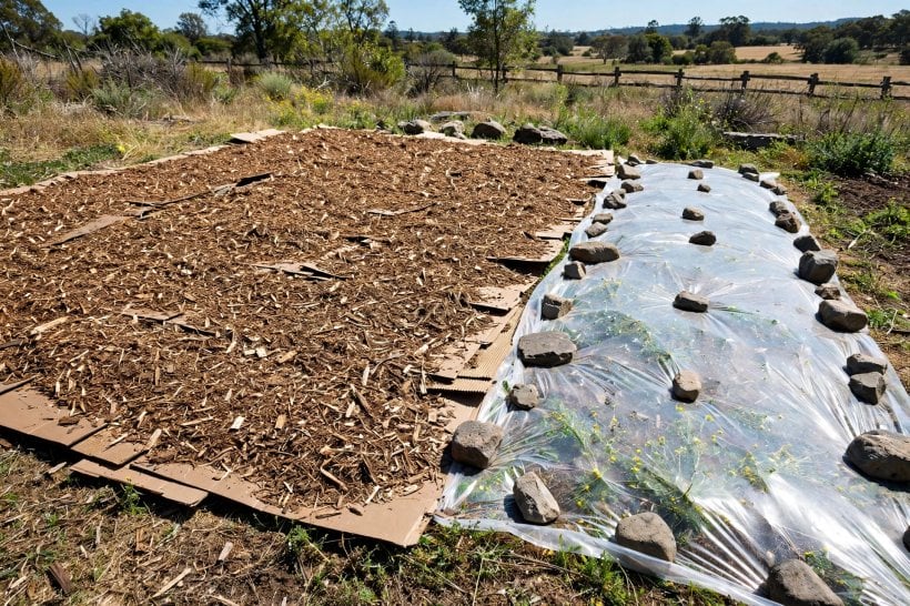Eco-Friendly Weed Control for Rock Gardens: sheet mulch and solarization resetting a weedy bed
