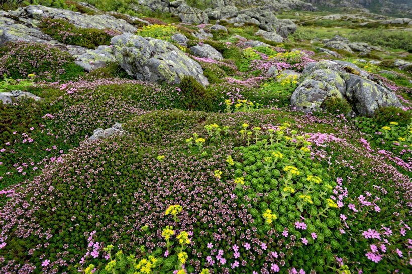Eco-Friendly Weed Control for Rock Gardens: thyme and sedum knitted tight between boulders