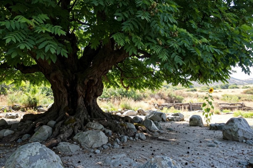Eco-Friendly Weed Control for Rock Gardens: the bare zone beneath a walnut tree